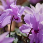 シクラメンの八重咲き品種セレナーディアライラックフリルの育て方