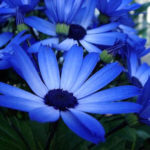 青色のシネラリアの花言葉の意味や由来とは？