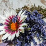 ガザニア・シルバーリーフの花は何色？特徴は？
