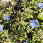 アメリカンブルーの花にはどんな種類や色がある？
