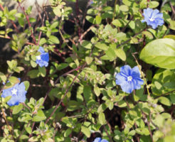アメリカンブルー 種類 花