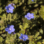 アメリカンブルーの花の英語での読み方や発音、つづり（スペル）は？