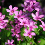 オキザリスバリアビリスの花にはどんな種類がある？