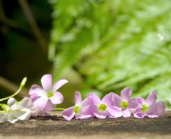 オキザリス 花言葉 紫
