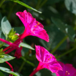 ピンク色のオシロイバナの花言葉の意味や由来とは？