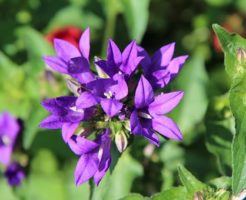 カタクリ 植え 替え 時期