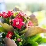 カランコエ　フィフィは何色の花？特徴は？