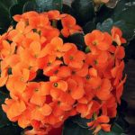 カランコエ　ベハレンシスは何色の花？特徴は？