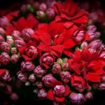 カランコエ　シクラメンは何色の花？特徴は？