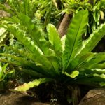 シダ系の観葉植物のアスプレニウムの特徴とは？