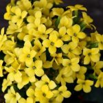 カランコエ　エンゼルランプは何色の花？特徴は？