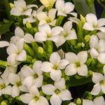 カランコエ　シクラメンは何色の花？特徴は？