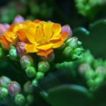 カランコエの花がら摘みの方法ややり方のコツとは？