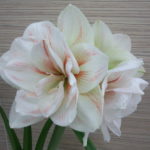 白い花のアマリリスの品種一覧について