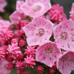 ピンク色のカルミアの花言葉の意味や由来とは？