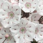 白色のカルミアの花言葉の意味や由来とは？